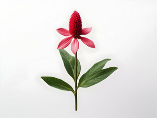 Balsam flower in studio background, single balsam flower, Beautiful flower, ai generated image - obrazy, fototapety, plakaty