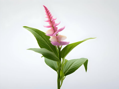 Balsam flower in studio background, single balsam flower, Beautiful flower, ai generated image