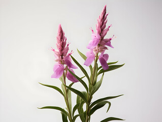 Balsam flower in studio background, single balsam flower, Beautiful flower, ai generated image - obrazy, fototapety, plakaty