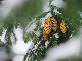 Wilsons Fichte (Picea wilsonii) an deren schneebedeckten Zweigen braune Fichtenzapfen hängen.