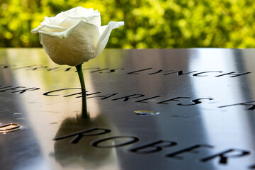 Wonderful white rose at the World Trade Center memorial, tribute to the victims of the terrorist...