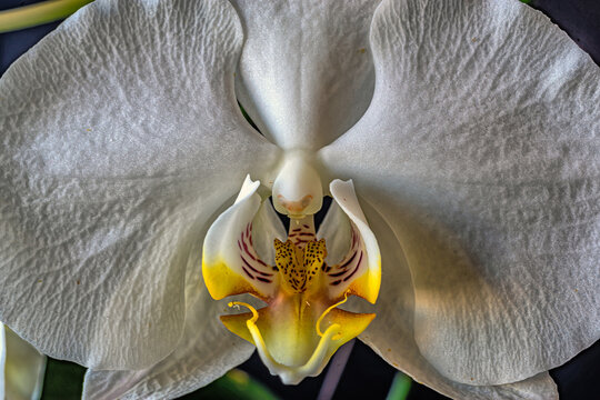 Dendrobium orchid in studio setting