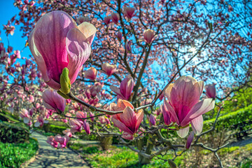 Magnolia tree in bloom in early spring