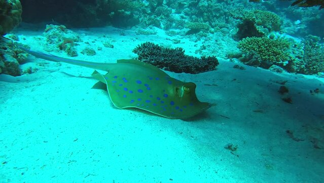 A stingray gently glides over the reef and settles down under a coral. Check the gallery for similar footages.