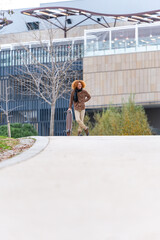 Young skateboarder with stand-up skateboard on an urban road, with modern buildings in the background and a relaxed atmosphere