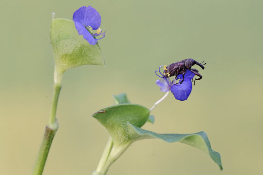 A boll weevil is foraging on wild grass flowers. This insect, which is known as a pest of cotton plants, has the scientific name Anthonomus grandis.