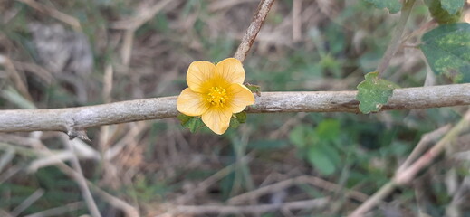 Yellow Sida Cordifolia Flower on Nature Background