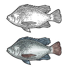 Whole fresh fish tilapia. Hand drawn design. Vector color engraving vintage