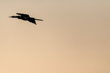 Telephoto of an African Darter - Anhinga rufa- in flight along the Chobe river, Botswana.