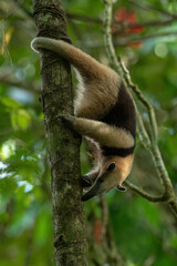 Northern tamandua (Tamandua mexicana) is a species of tamandua, an anteater in the family Myrmecophagidae.