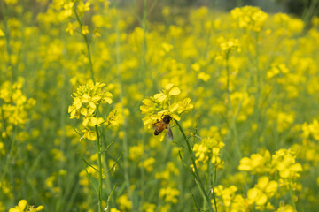 A bee and mustard flower in the field, closeup of photo