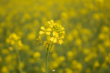 Mustard flower blossoms in the field, close-up shot.