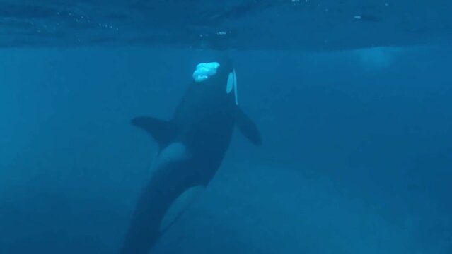 An orca rises to the surface to breathe and then descends back to the depths of the fjord. Check my gallery for similar footages.