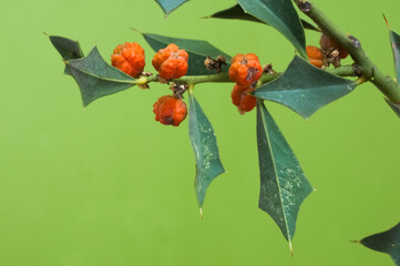 Loose quebracho In the Pampas forest, Patagonia, Argentina