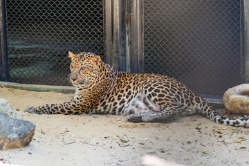 Leopard wild cat in the zoo enclosure.