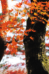 Autumn Leaves - Kyoto
