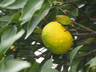 柑橘類　フレッシュな柚子