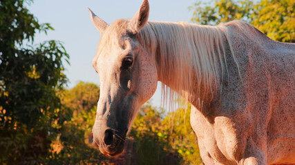 portrait of a horse, this photo took in Saqqara, Egypt