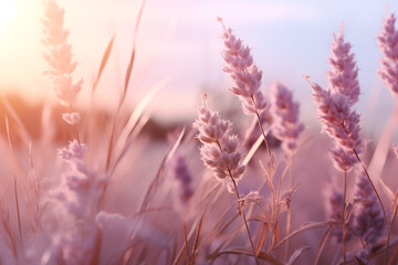 Beautiful Peach Fuzz Lavender  and Peach Lavender flower . Captivating Beauty of Peach Fuzz. Enlightenment and universe. With Copy Space for banner, poster, cover, brochure or presentation.