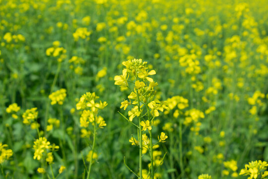 Rape blossoms in a field in spring, closeup of photo