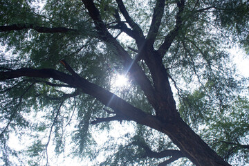 Sun shining through the branches of a tree in the forest, natural background