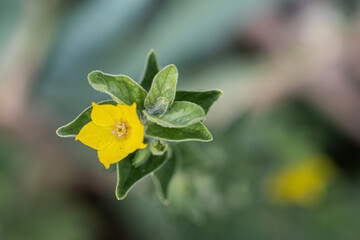 Macro photo nature yellow Lysimachia vulgaris flower. Texture background plant golden yellow loosestrife flower.