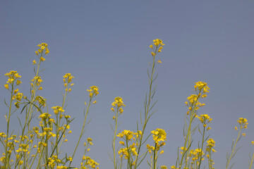 Mustard flowers in the field against blue sky, closeup of photo