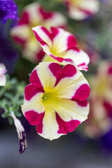 A close up to a Purple Petunia hybrida. Bicolor petunia, Ultra Crimson Star Petunia with white strips. Petunia Multiflora