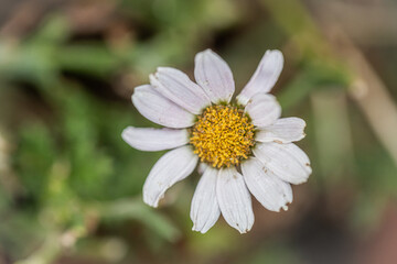 Detail of Leucanthemum vulgare, commonly known as the ox-eye daisy, oxeye daisy, dog daisy, marguerite and other common names.