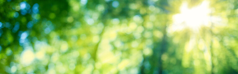 sunshine forest blur bokeh banner