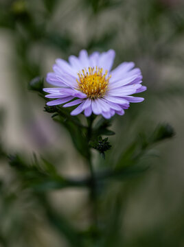 Astra Tatar (Aster tataricus) close-up in nature. Very lovely purple flower in the garden. Macro close up detail photo.