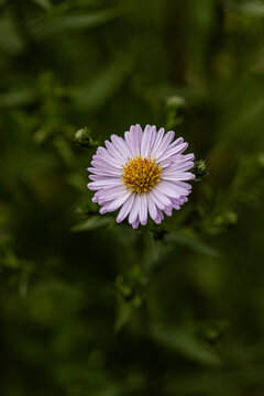 Astra Tatar (Aster tataricus) close-up in nature. Very lovely purple flower in the garden. Macro close up detail photo.