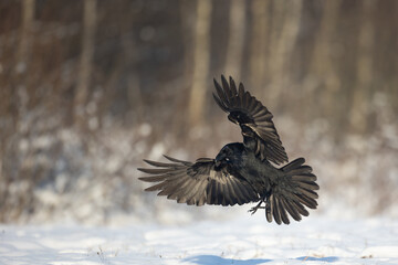 Bird beautiful raven Corvus corax North Poland Europe