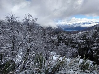 snow covered trees