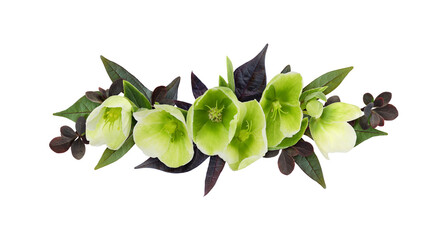 Green hellebore flowers and brown leaves in a floral arrangement isolated on white or transparent...