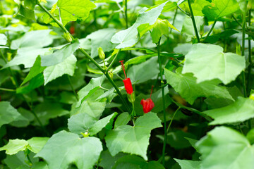 Hibiscus flower, Turk ' s cap, sleeping hibiscus in the garden