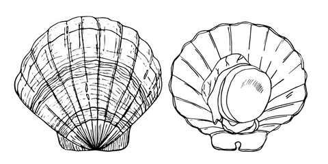 Scallop. Vector stock illustration. Seafood. Seashell. A black sketch. Isolated on a white background.