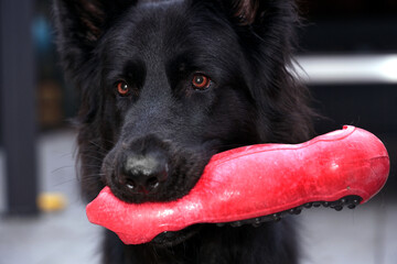Black Old German Shepherd stands proudly with a red dog toy in its mouth