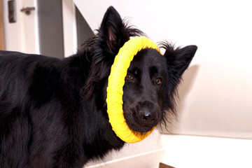 Black Old German Shepherd looks goofy with a large yellow toy ring around its head