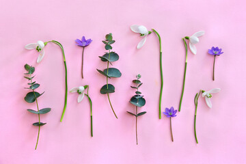 White snowdrops, violet blue flowers hepatica with green eucalyptus leaves and branches on a pink paper background. Top view, flat lay