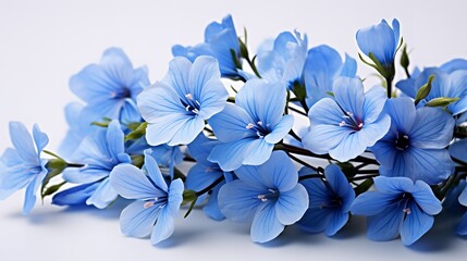 Flax blossoms in blue against a white backdrop, copy space, horizontal, Generative AI.