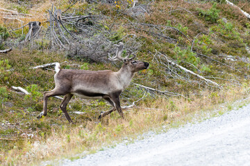 Rentiere beim Überqueren einer Straße in Schweden	