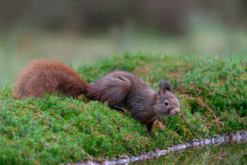 Naklejka na ściany i meble Eurasian red squirrel (Sciurus vulgaris) on the waterfront in the forest of Noord Brabant in the Netherlands. 