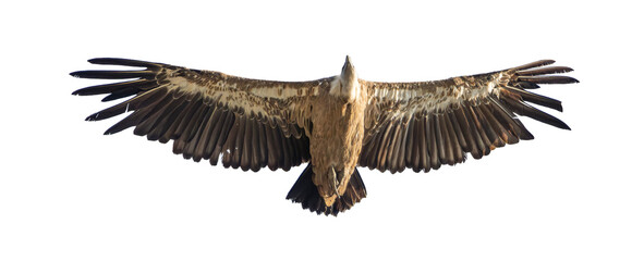 alimoche, buitre leonado con las alas desplegadas en vuelo, recortado a transparencia png - obrazy, fototapety, plakaty