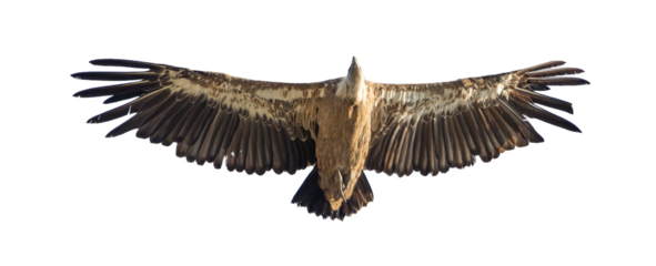 alimoche, buitre leonado con las alas desplegadas en vuelo, recortado a transparencia png