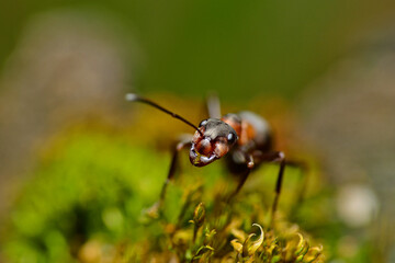 ant in the moss_7