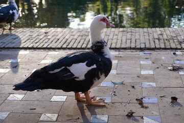 Anatra muta al Parco Maria Luisa, Siviglia