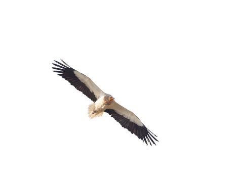 alimoche, buitre leonado con las alas desplegadas en vuelo, recortado a transparencia png