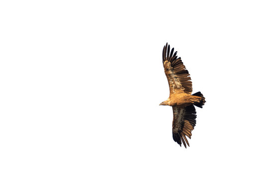 alimoche, buitre leonado con las alas desplegadas en vuelo, recortado a transparencia png