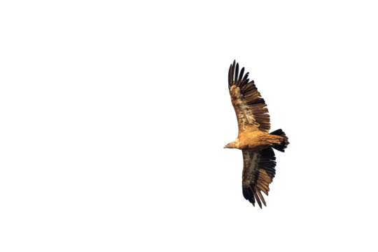 alimoche, buitre leonado con las alas desplegadas en vuelo, recortado a transparencia png